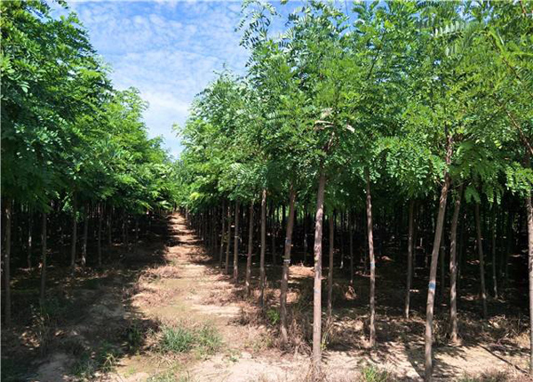 刺槐樹苗