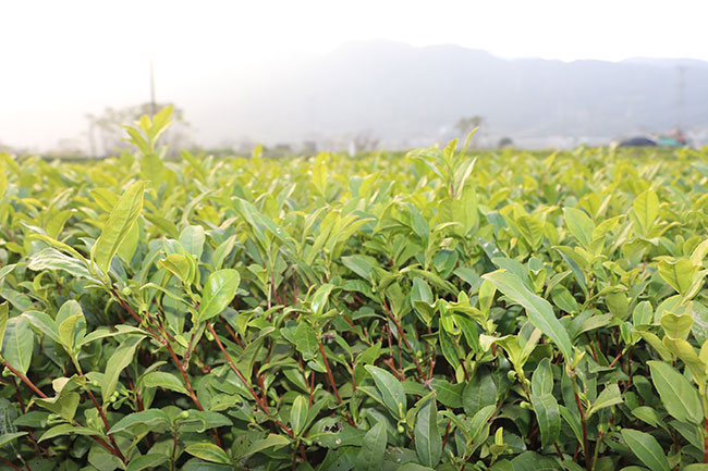 茶葉種植
