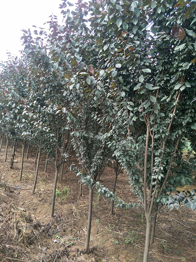 紫葉李