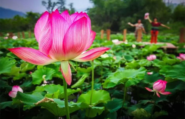 蓮花的花語(yǔ)是什么?蓮花的寓意和象征