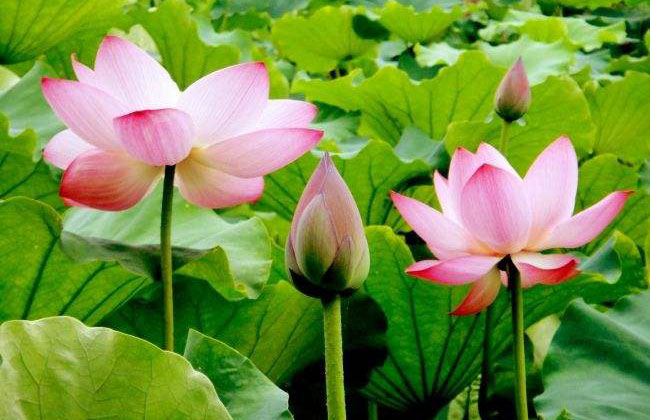 蓮花的花語(yǔ)是什么?蓮花的寓意和象征g