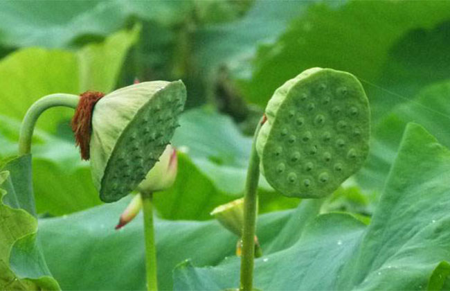 蓮花的花語(yǔ)是什么?蓮花的寓意和象征