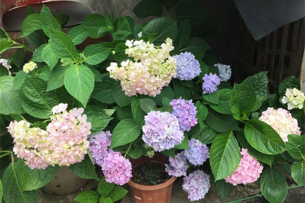 繡球花苗什么時候種植?繡球花種植時間和方法