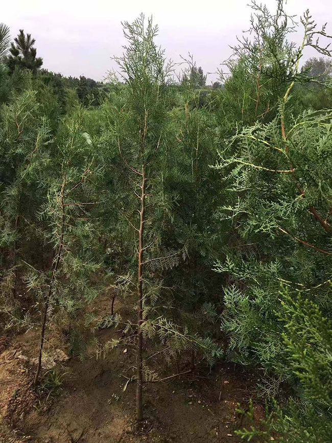 側(cè)柏價格多少錢一棵?側(cè)柏如何種植?