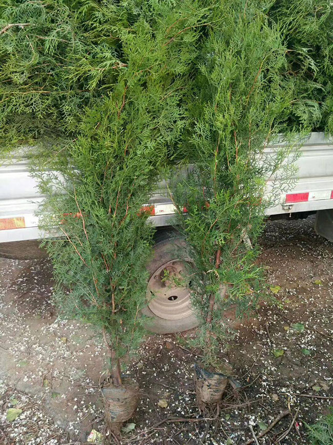 側(cè)柏價格多少錢一棵?側(cè)柏如何種植?