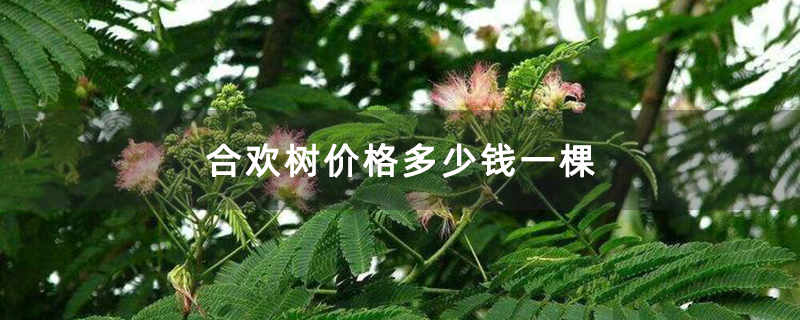 合歡樹(shù)價(jià)格多少錢一棵