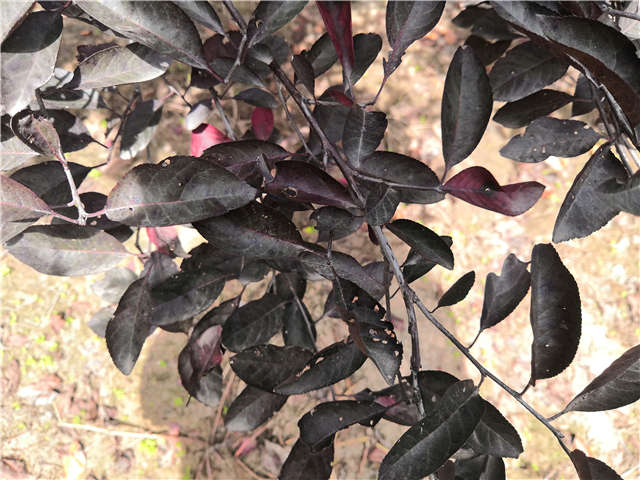 沭陽長景園林紫葉矮櫻種植基地實拍圖片