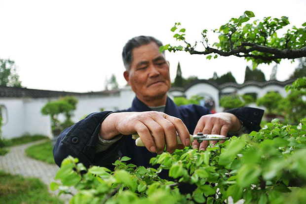 秋季苗木修剪2.jpg