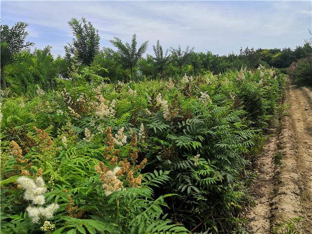 沭陽長景園林珍珠梅種植基地實拍圖片