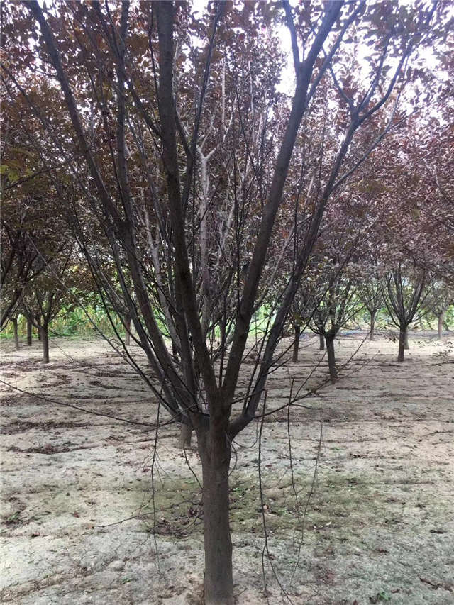 紫葉李照片種植基地實拍