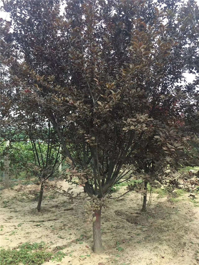 紫葉李照片種植基地實拍 紫葉李照片種植基地實拍