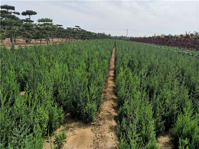 沭陽長(zhǎng)景園林北京檜種植基地實(shí)拍圖片