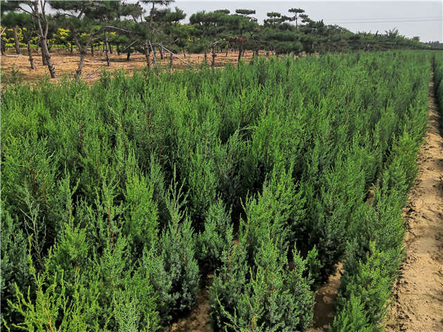 沭陽長(zhǎng)景園林北京檜種植基地實(shí)拍圖片