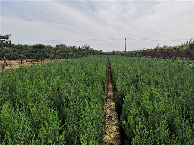 沭陽長(zhǎng)景園林北京檜種植基地實(shí)拍圖片