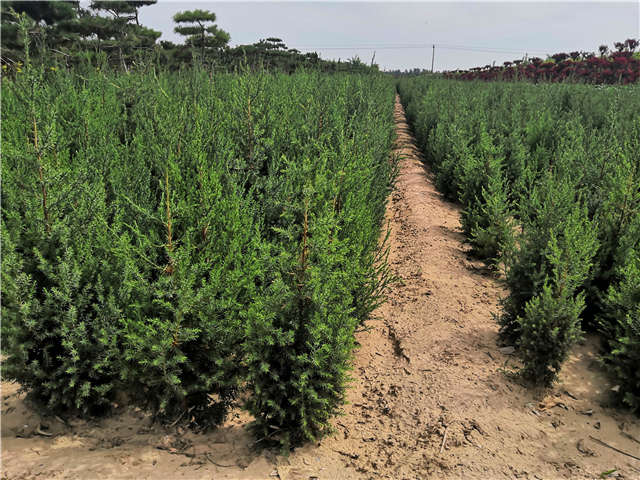 沭陽長(zhǎng)景園林北京檜種植基地實(shí)拍圖片