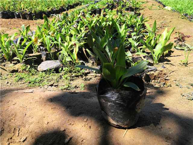 沭陽長景園林玉簪種植基地實拍圖片