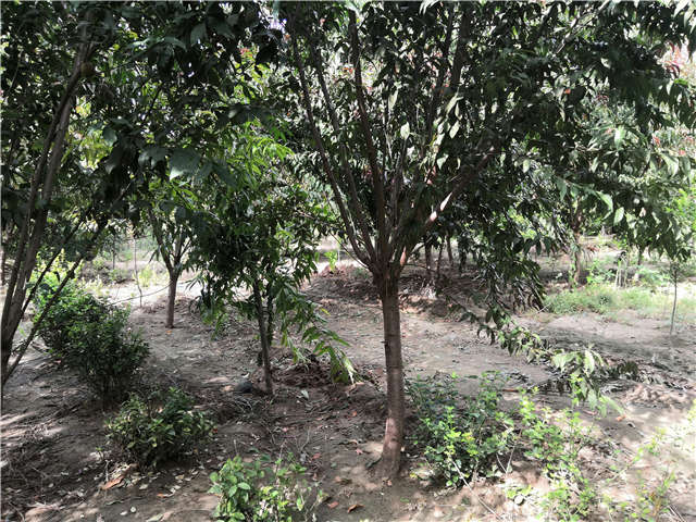 沭陽長景園林毛桃種植基地實拍圖片 沭陽長景園林毛桃種植基地實拍圖片