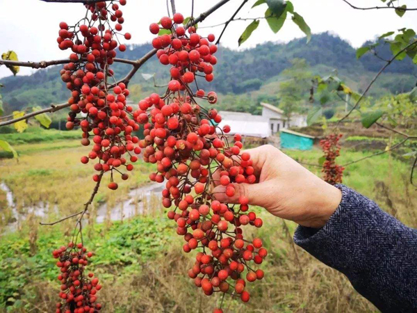 毛葉山桐子