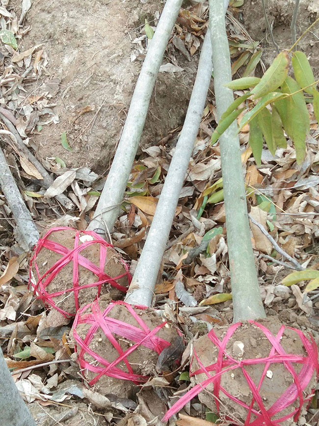無患子樹苗 無患子樹苗
