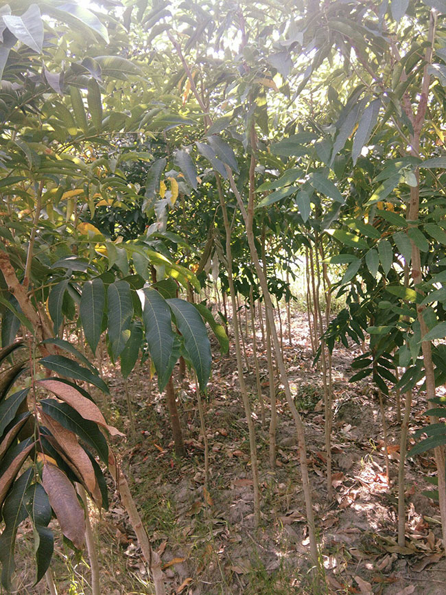 無患子樹苗 無患子樹苗
