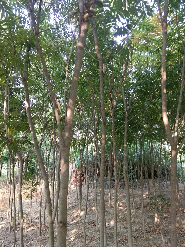 無患子樹苗 無患子樹苗