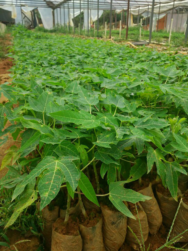 木瓜苗什么時候種植最好 木瓜苗什么時候種植最好