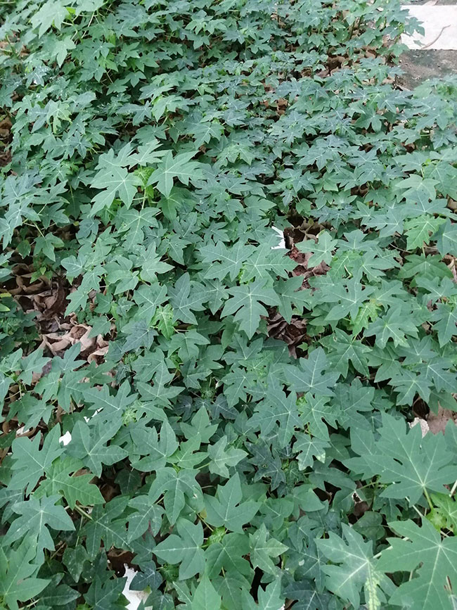 木瓜苗什么時候種植最好 木瓜苗什么時候種植最好