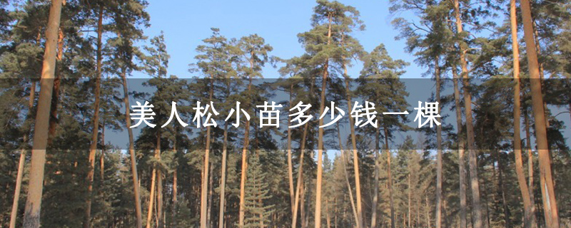 美人松小苗多少錢一棵 美人松小苗多少錢一棵