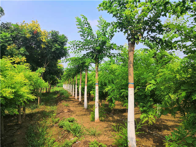沭陽長景園林蝴蝶槐種植基地實(shí)拍圖片