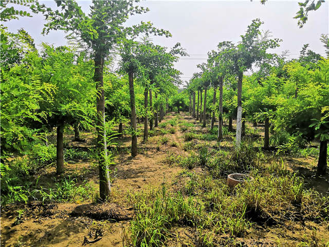 沭陽長景園林蝴蝶槐種植基地實(shí)拍圖片