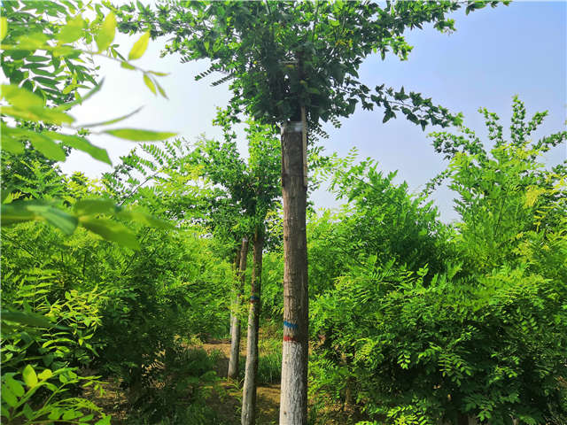 沭陽長景園林蝴蝶槐種植基地實(shí)拍圖片
