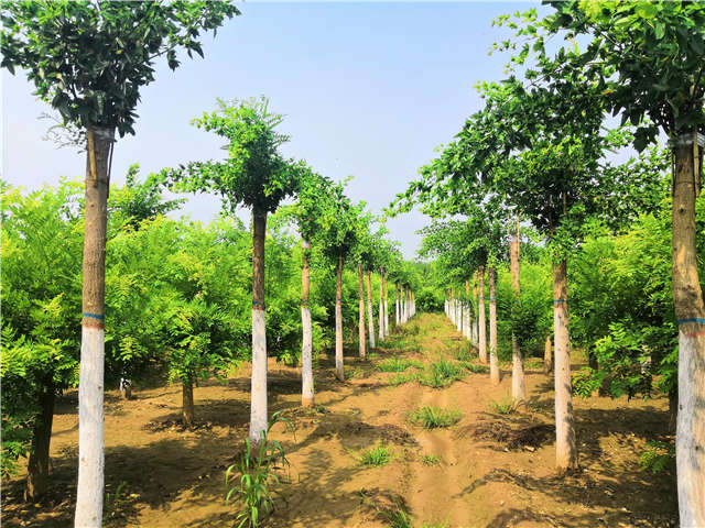 沭陽長景園林蝴蝶槐種植基地實(shí)拍圖片