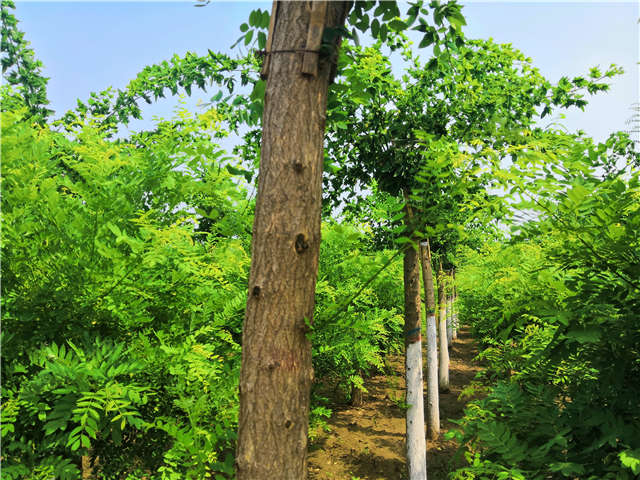 沭陽長景園林蝴蝶槐種植基地實(shí)拍圖片