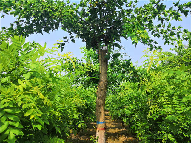 沭陽長景園林蝴蝶槐種植基地實(shí)拍圖片