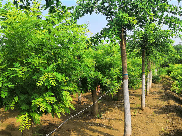 沭陽長景園林蝴蝶槐種植基地實(shí)拍圖片