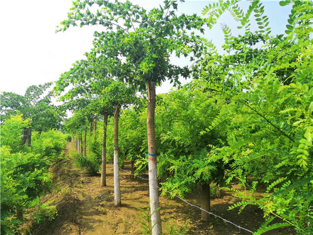 沭陽長景園林蝴蝶槐種植基地實(shí)拍圖片