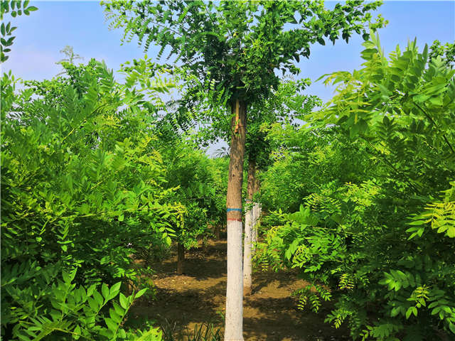 沭陽長景園林蝴蝶槐種植基地實(shí)拍圖片