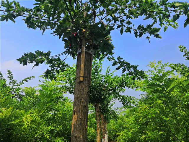 沭陽長景園林蝴蝶槐種植基地實(shí)拍圖片