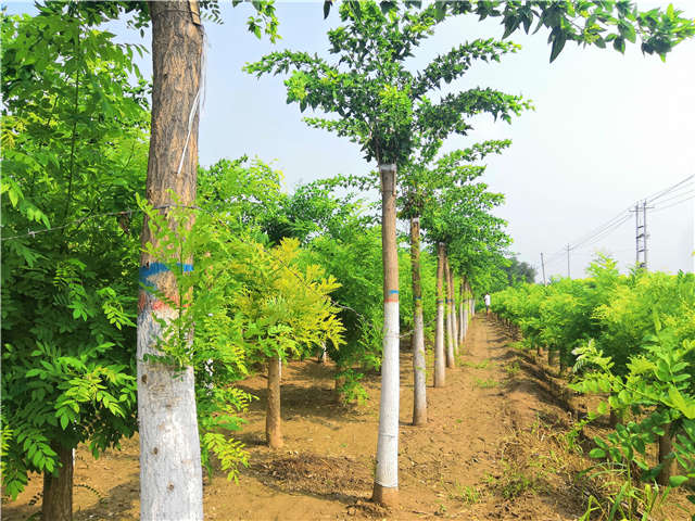 沭陽長景園林蝴蝶槐種植基地實(shí)拍圖片
