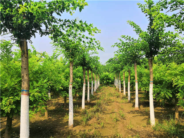 沭陽長景園林蝴蝶槐種植基地實(shí)拍圖片