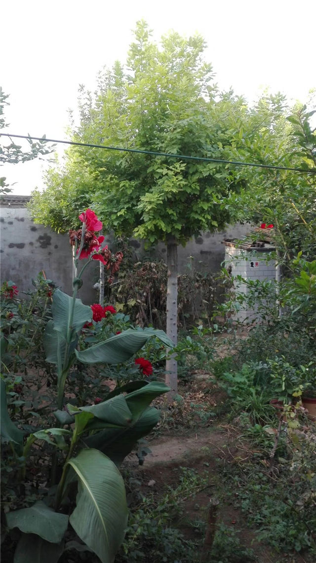 金枝白蠟照片種植基地實拍