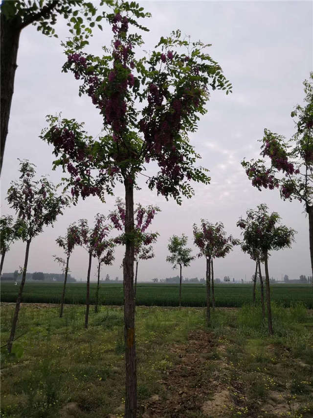 沭陽長景園林紅花刺槐種植基地實拍圖片