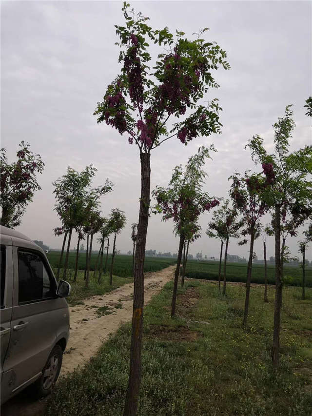 沭陽長景園林紅花刺槐種植基地實拍圖片