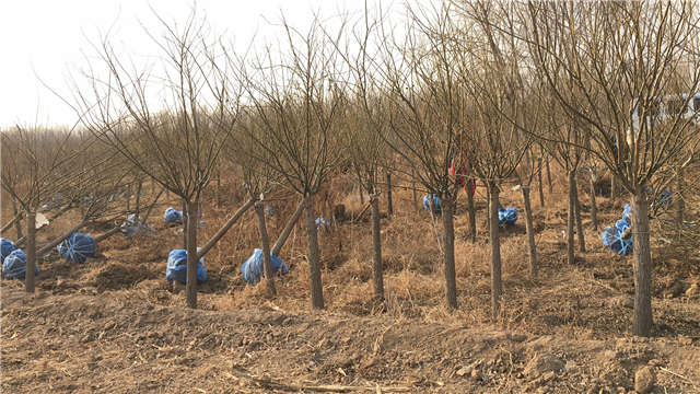 沭陽長景園林矮接金葉槐種植基地實拍圖片