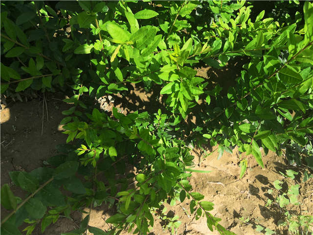 沭陽(yáng)長(zhǎng)景園林水蠟種植基地實(shí)拍圖片 沭陽(yáng)長(zhǎng)景園林水蠟種植基地實(shí)拍圖片