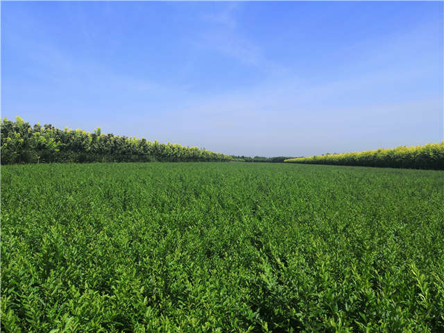 沭陽(yáng)長(zhǎng)景園林水蠟種植基地實(shí)拍圖片 沭陽(yáng)長(zhǎng)景園林水蠟種植基地實(shí)拍圖片