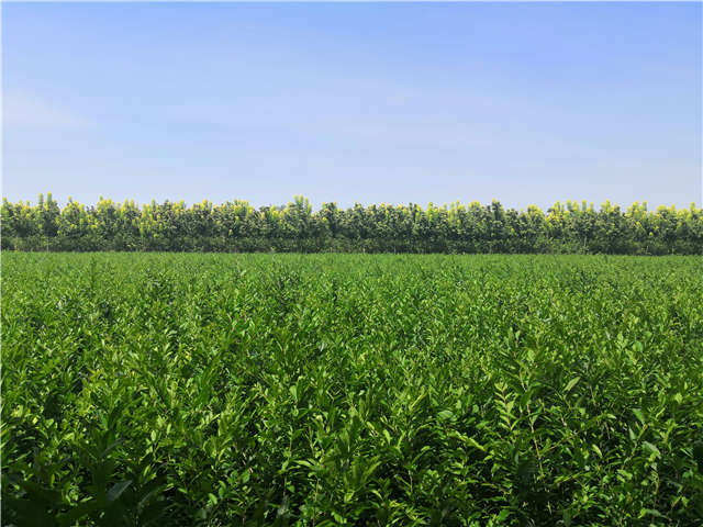 沭陽(yáng)長(zhǎng)景園林水蠟種植基地實(shí)拍圖片 沭陽(yáng)長(zhǎng)景園林水蠟種植基地實(shí)拍圖片