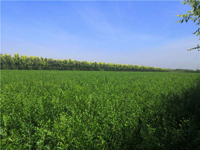 沭陽(yáng)長(zhǎng)景園林水蠟種植基地實(shí)拍圖片 沭陽(yáng)長(zhǎng)景園林水蠟種植基地實(shí)拍圖片