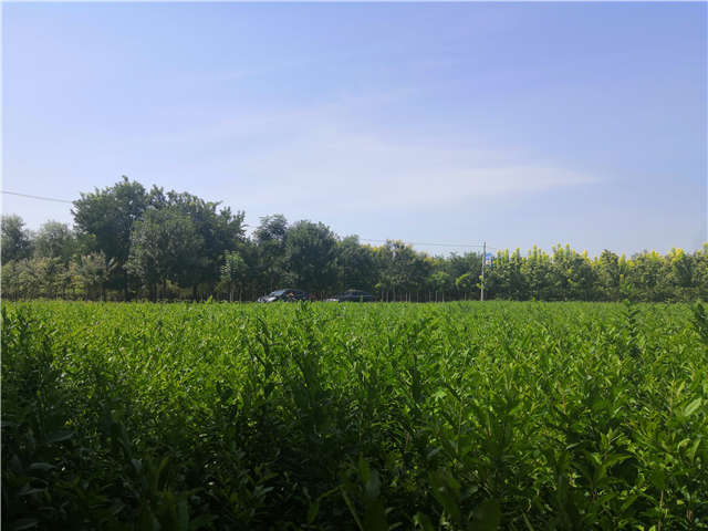沭陽(yáng)長(zhǎng)景園林水蠟種植基地實(shí)拍圖片 沭陽(yáng)長(zhǎng)景園林水蠟種植基地實(shí)拍圖片