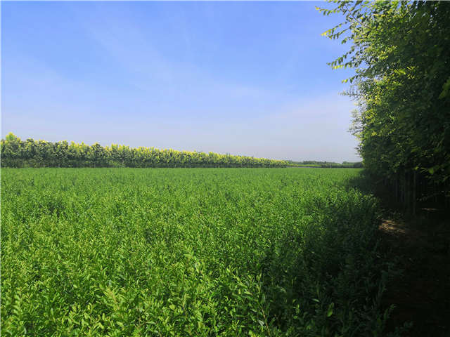 沭陽(yáng)長(zhǎng)景園林水蠟種植基地實(shí)拍圖片 沭陽(yáng)長(zhǎng)景園林水蠟種植基地實(shí)拍圖片
